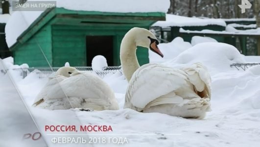Тайны Чапман. Змея на груди (Эфир 14 июля 2022 года)